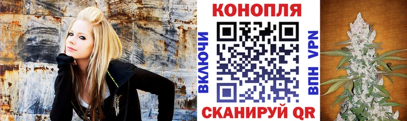 Конопля сатива  Купить где  Тосно 